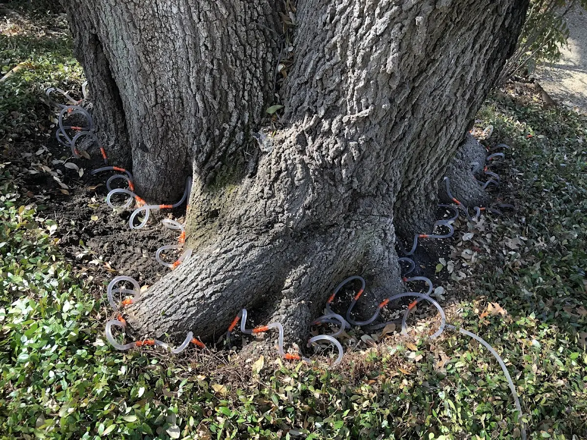 Detailed Tree Cabling and Bracing job site in North Oxford