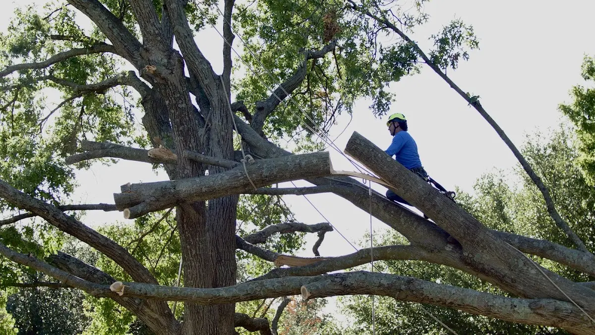Professional Crown Thinning performed by certified arborists in North Oxford