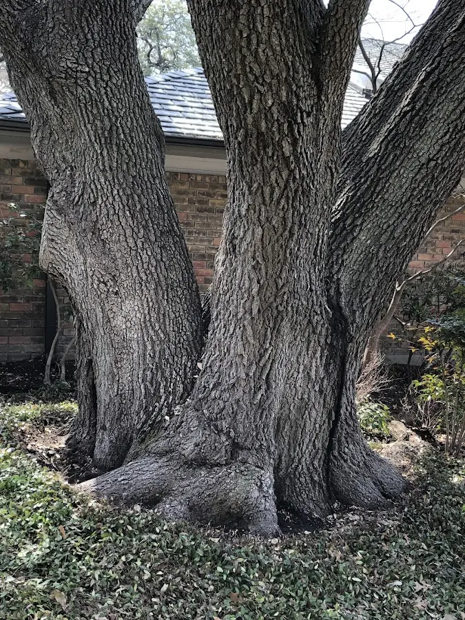 Mature heritage tree close to a North Oxford property cared for by certified arborists